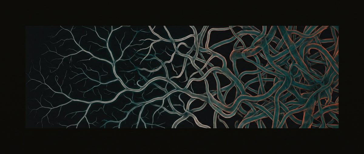 Illustration of a dermal capillary network, fine and sparse on the left, dense and tortuous on the right.