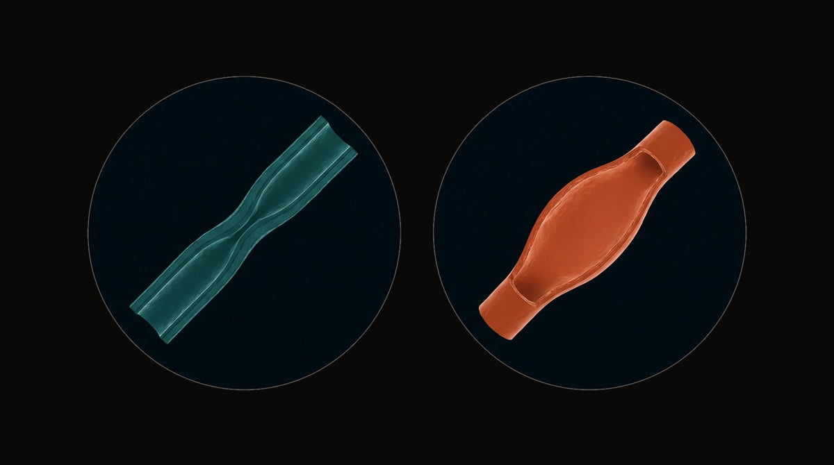 Illustration of two cross-sectioned blood vessels side by side: the left narrow and at rest, the right slack and widely dilated.