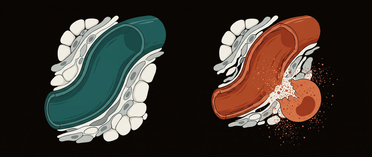 Illustration of two skin cross-sections: on the left a calm vessel in clear tissue, on the right a cell releasing granules beside an agitated vessel.