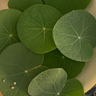 Centella Asiatica